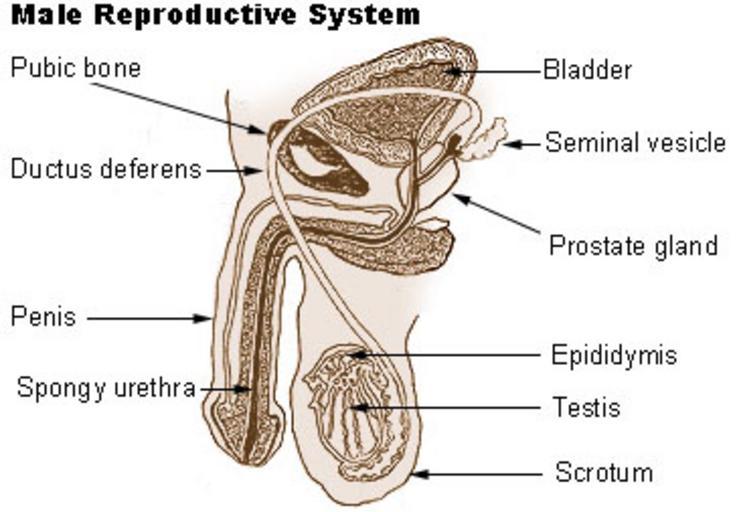 The male reproductive system